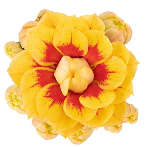 Kalanchoe Lausanne