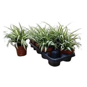 CHLOR COM VARIEGATUM