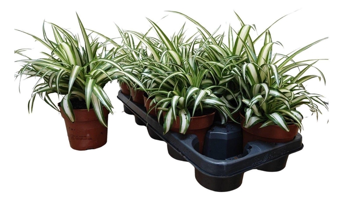 <h4>CHLOR COM VARIEGATUM</h4>