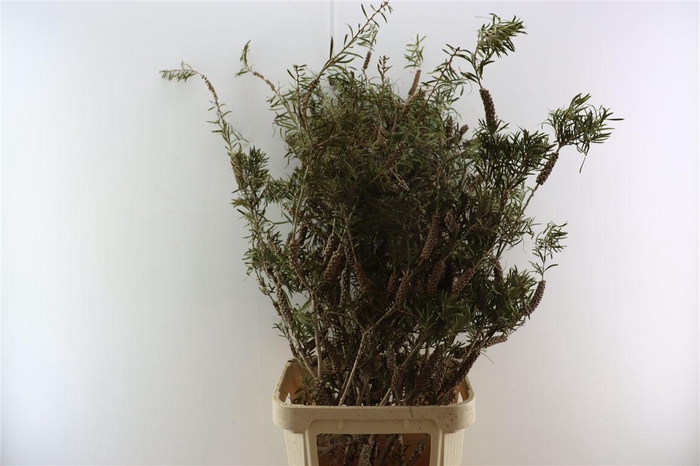 <h4>Callistemon P Bunch 130cm</h4>