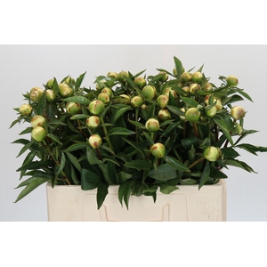 Paeonia Duchesse De Nemours