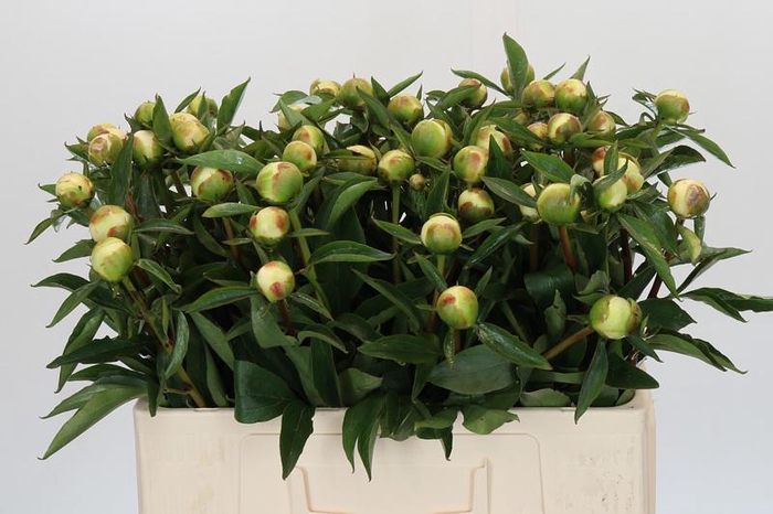 <h4>Paeonia Duchesse De Nemours</h4>