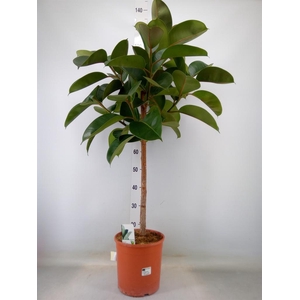 Ficus   ...
