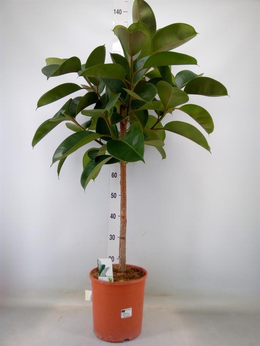 <h4>Ficus ...</h4>