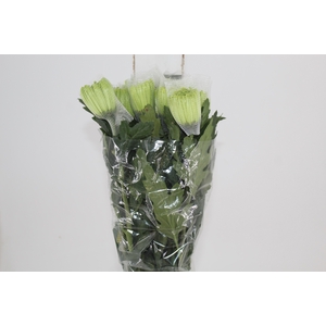 ANASTASIA DARK GREEN 080 CM VERDE