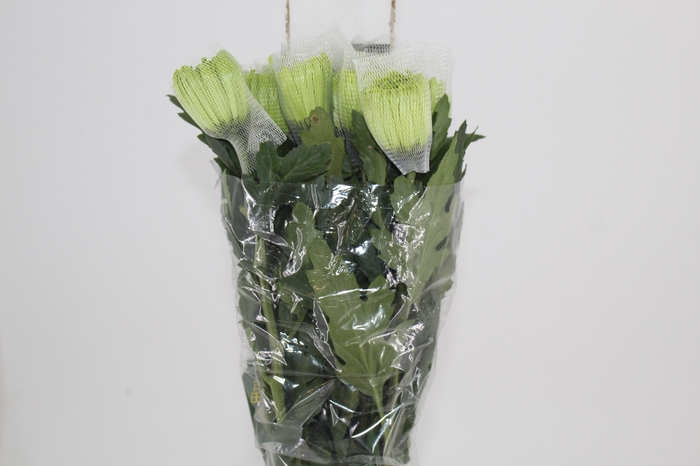 <h4>ANASTASIA DARK GREEN 080 CM VERDE</h4>
