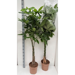 PACHIRA AQUATICA
