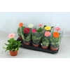 Gerbera gemengd
