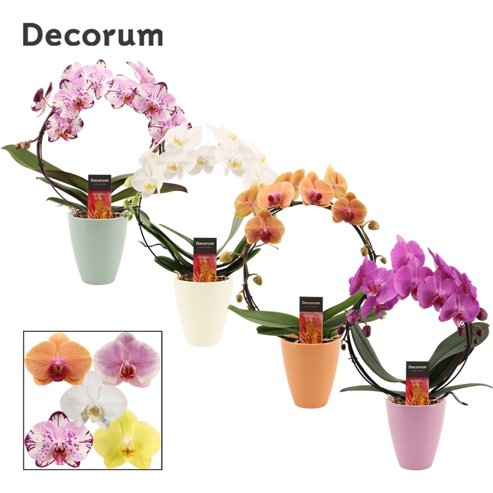 <h4>Phalaenopsis boog mix in Carly (Craft world-collection)</h4>