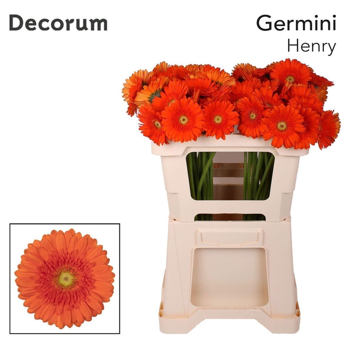 <h4>Ge Mi Henry</h4>