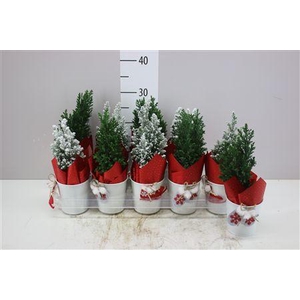 Chamaecyparis La Ellwoodii Snow Green Zink Potcove