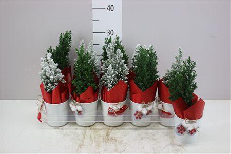 <h4>Chamaecyparis La Ellwoodii Snow Green Zink Potcove</h4>