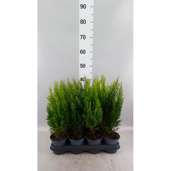 <h4>Conifers   ...mix</h4>