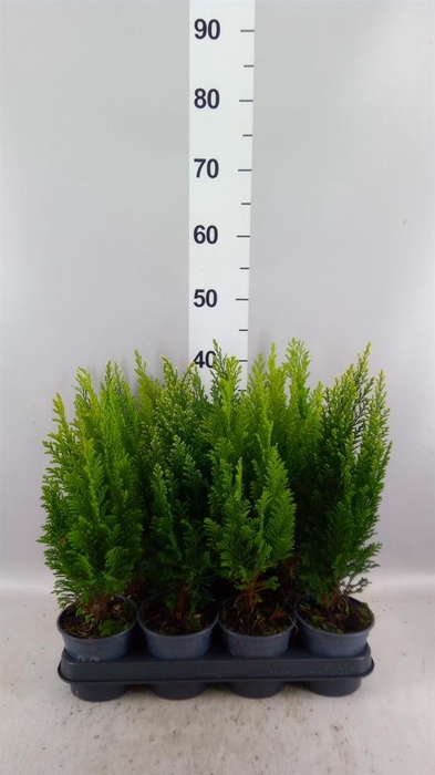 Conifers   ...mix