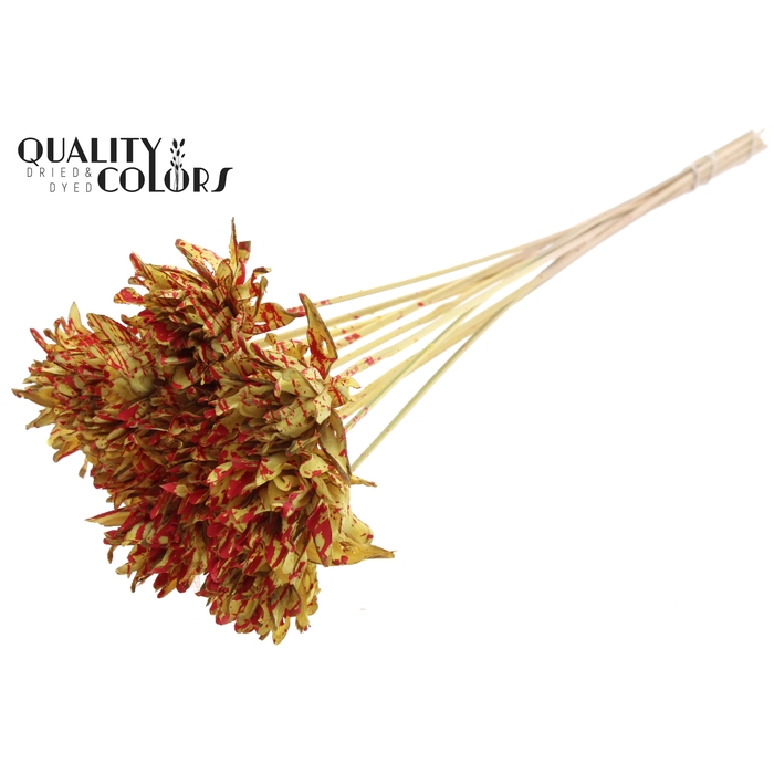 <h4>Shola Slice Pine 6cm on stem Splashed Yellow/Red</h4>