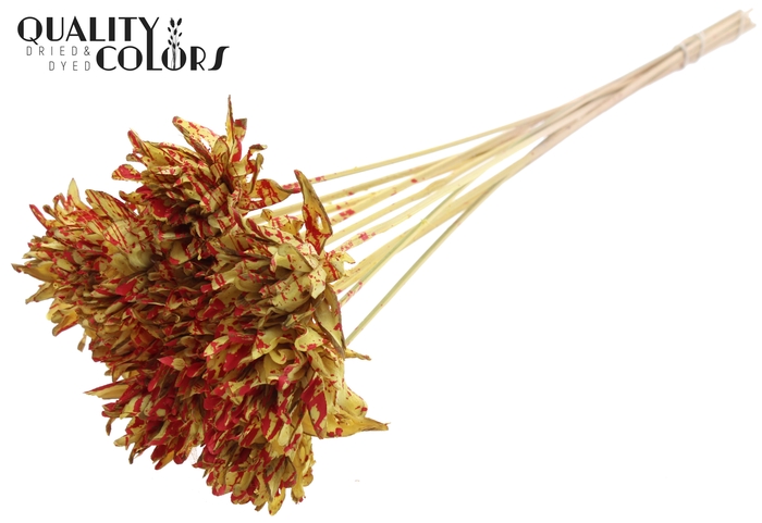 Shola Slice Pine 6cm on stem Splashed Yellow/Red
