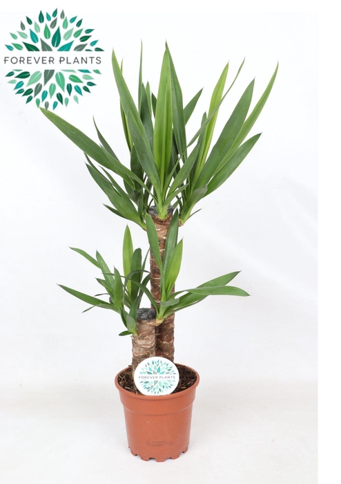 <h4>Yucca p17, 45+20 (3+ KOP)</h4>