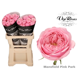 R Kl Pink Mansfi Park X20