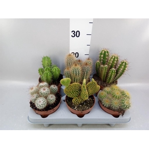 Cactus   ...mix