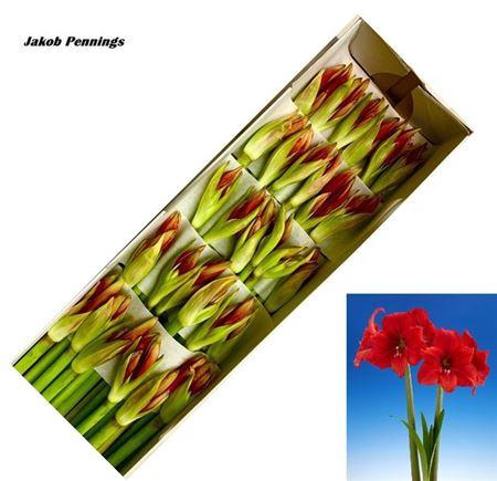 <h4>Hipp Ga Red Tiger</h4>