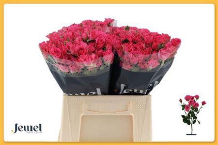 <h4>R Tr Lovely Lydia</h4>