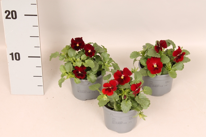 <h4>Viola cornuta F1 Red Blotch</h4>