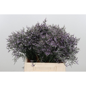 Limonium Sinense Safora Lilac