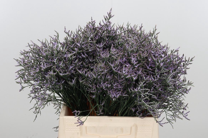 <h4>Limonium Sinense Safora Lilac</h4>