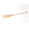 Dried Wooly Pampas 100cm Bleached Bunch Slv