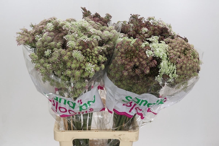 <h4>Daucus Carota Dara</h4>