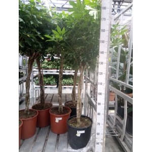 Schefflera arbor. 'Compacta'
