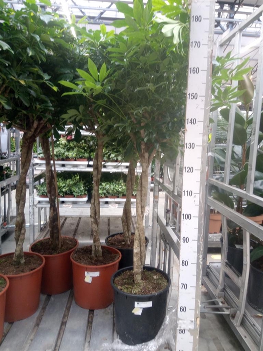 <h4>Schefflera arbor. 'Compacta'</h4>