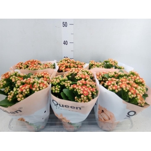 Kalanchoe  'MoreFlow Geneva'