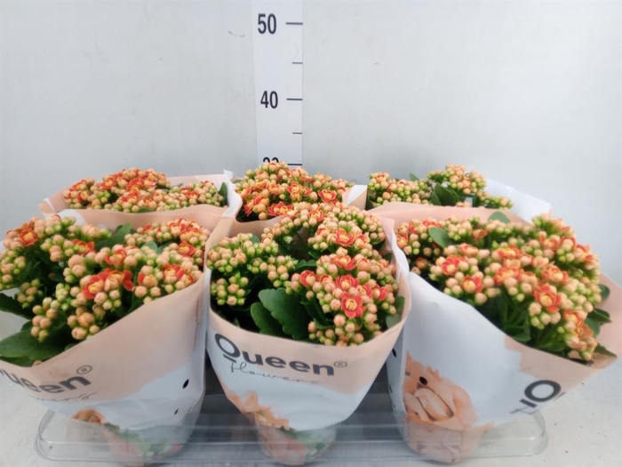 <h4>Kalanchoe  'MoreFlow Geneva'</h4>