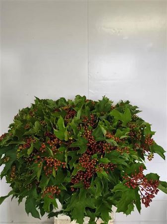 <h4>Vibur Op Mag Red Decor</h4>