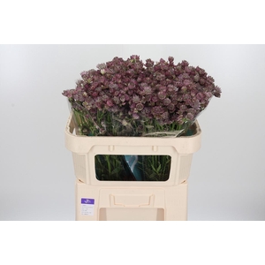Astrantia Star Of Africa