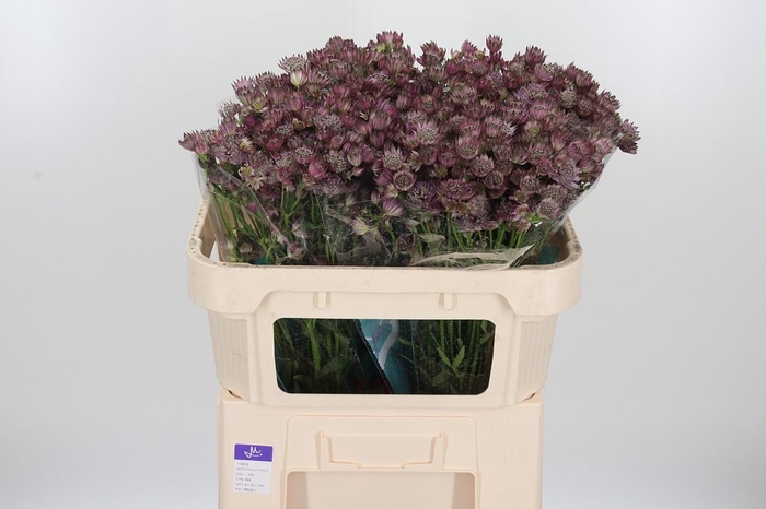 <h4>Astrantia Star Of Africa</h4>