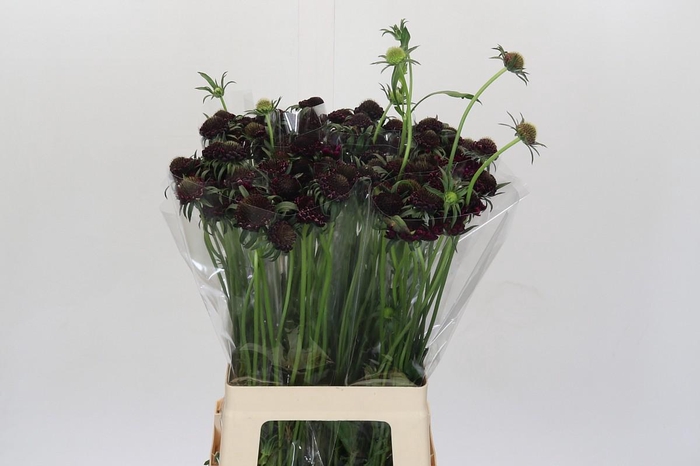 <h4>Scabiosa atropurpurea Focal Scoop Dark Purple</h4>