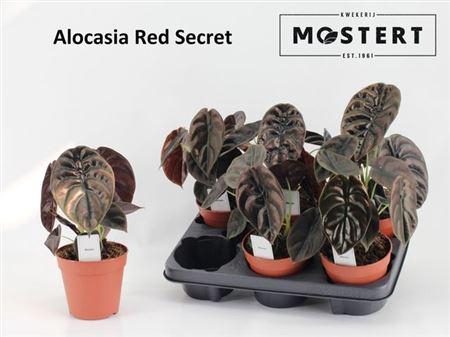 <h4>Aloc Cu Red Secret</h4>