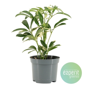 Schefflera Moondrop