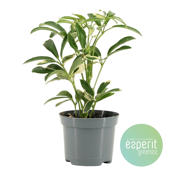 <h4>Schefflera Moondrop</h4>