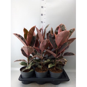 Ficus elastica 'Belize'