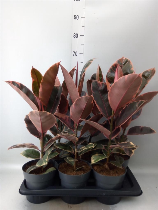 <h4>Ficus elastica 'Belize'</h4>