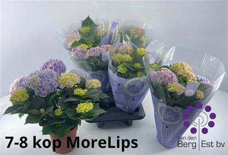 <h4>Hydr M Hi River 7-8 Bloemen</h4>
