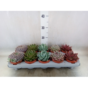 Echeveria   ...mix