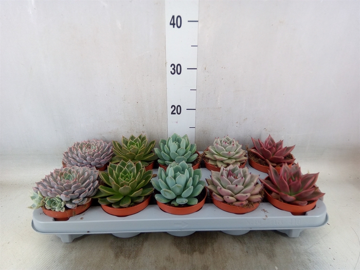 <h4>Echeveria   ...mix</h4>