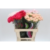 Dianthus St Mix