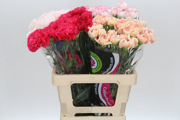 <h4>Dianthus St Mix</h4>