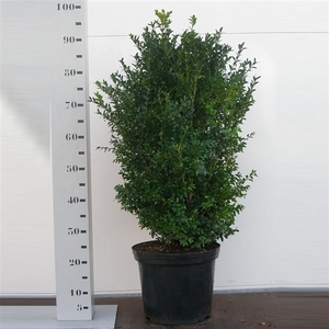 Buxus sempervirens overig