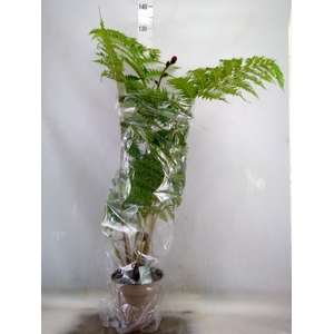 Cyathea australis
